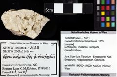 Foto (Objket + Etiketten) von Goniodromites bidentatus (Reuss, 1859) 